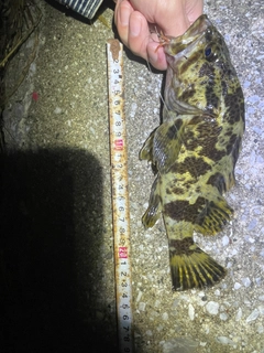 タケノコメバルの釣果