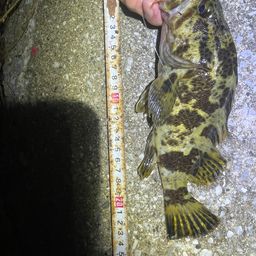 タケノコメバル