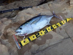 キハダマグロの釣果