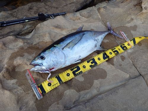 キハダマグロの釣果