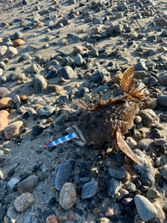 オニオコゼの釣果