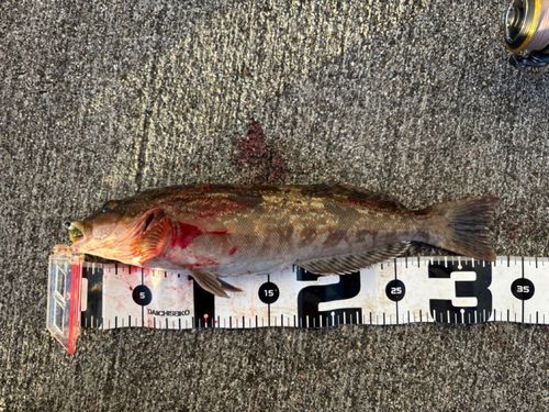 アイナメの釣果