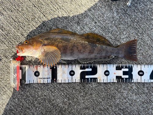 アイナメの釣果