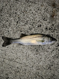 セイゴ（マルスズキ）の釣果