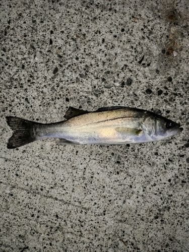 セイゴ（マルスズキ）の釣果