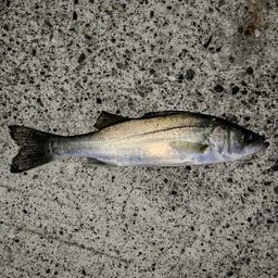 セイゴ（マルスズキ）