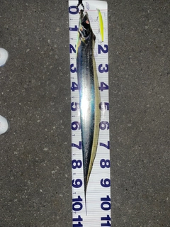 タチウオの釣果