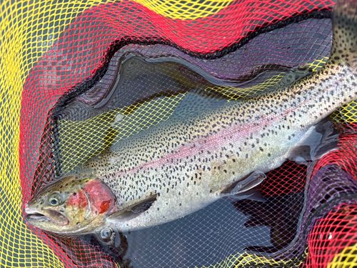 ニジマスの釣果