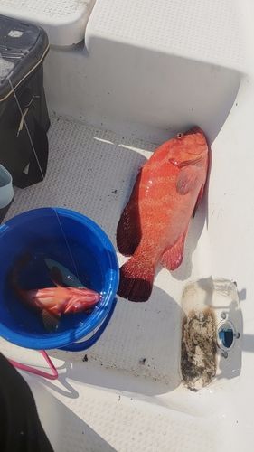 アザハタの釣果