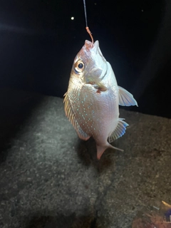 チャリコの釣果