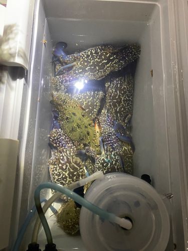 タイワンガザミの釣果