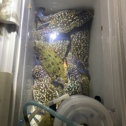 タイワンガザミ