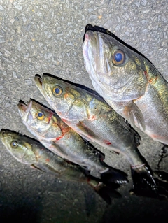 シーバスの釣果