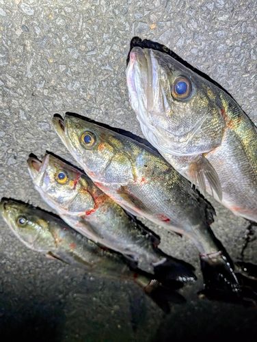 シーバスの釣果