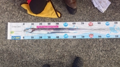 タチウオの釣果