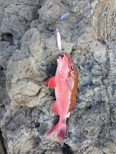 オジサンの釣果