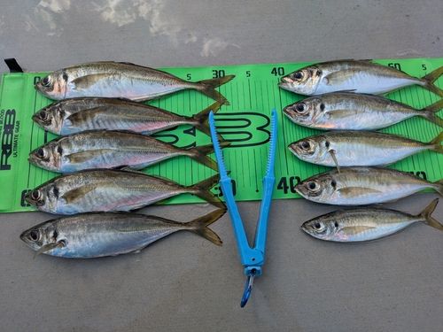 アジの釣果