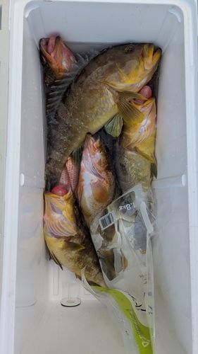 アオハタの釣果