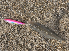 シタビラメの釣果