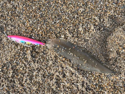 シタビラメの釣果