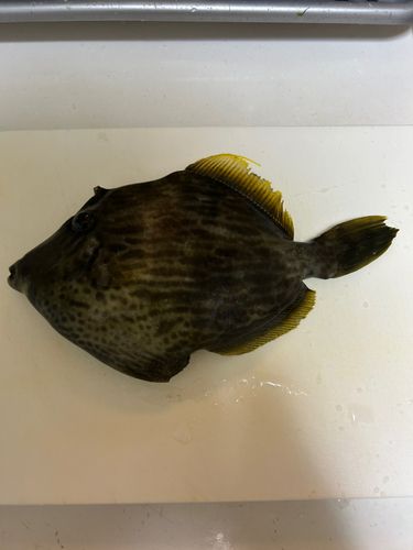 カワハギの釣果