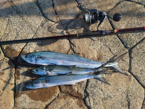 サゴシの釣果