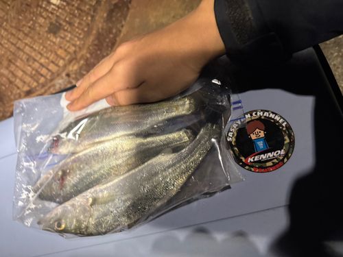 セイゴ（ヒラスズキ）の釣果