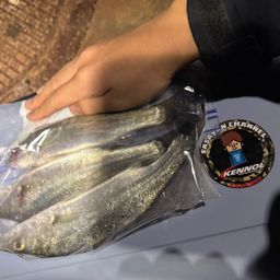 セイゴ（ヒラスズキ）