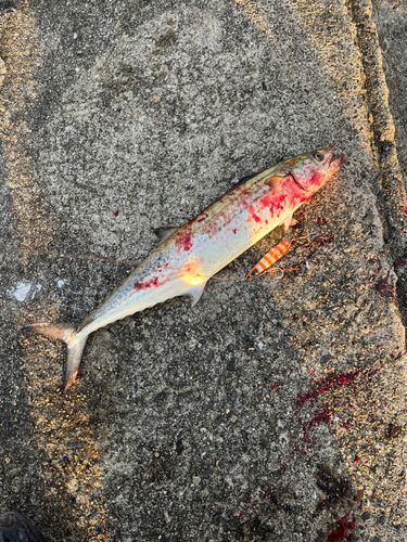 南港魚つり公園