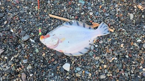 マツカワの釣果