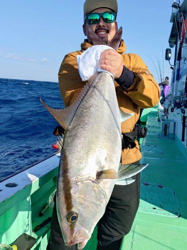 カンパチの釣果