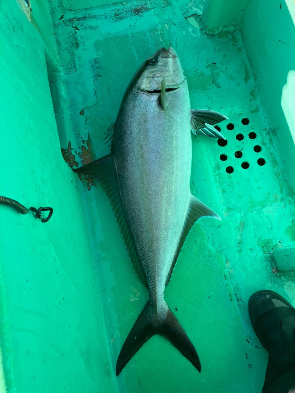 takeru@釣りしたいさんの釣果 2枚目の画像