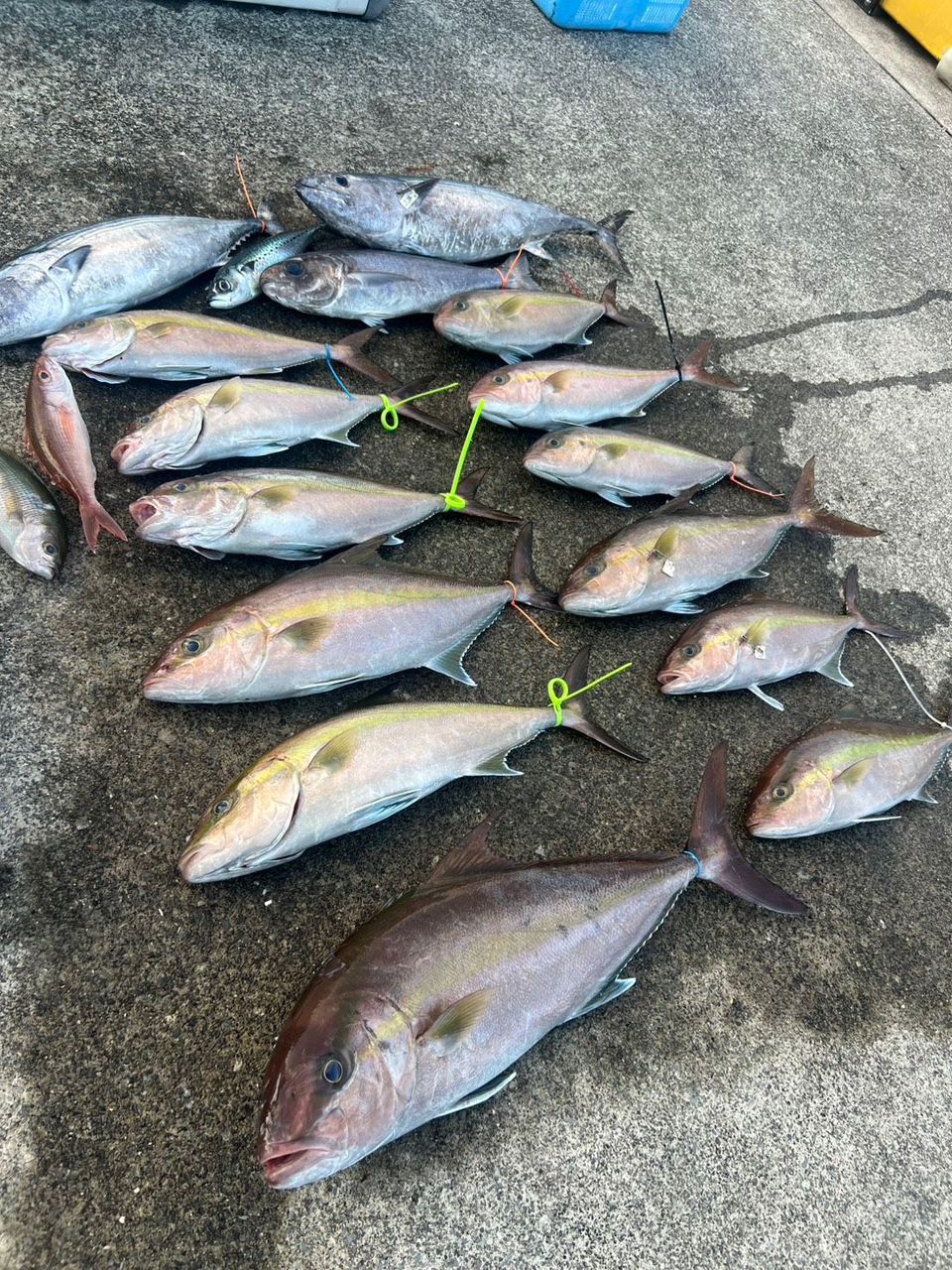 takeru@釣りしたいさんの釣果 3枚目の画像