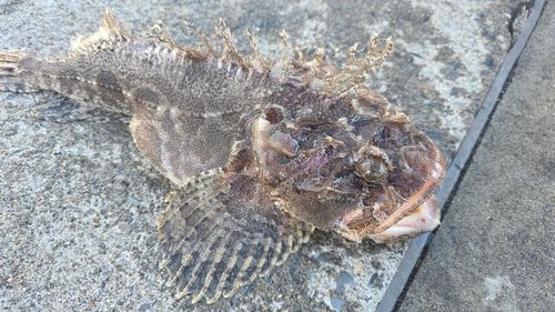 トウベツカジカの釣果