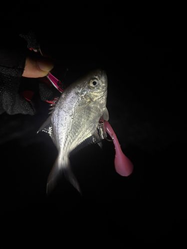 コバンアジの釣果