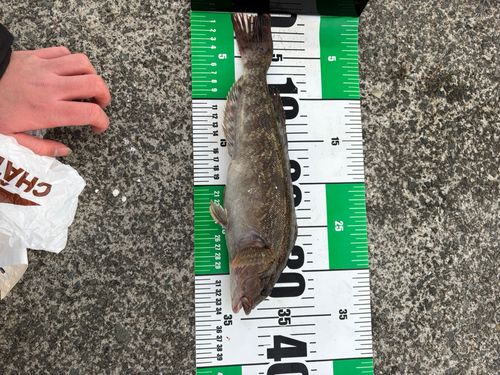 アイナメの釣果