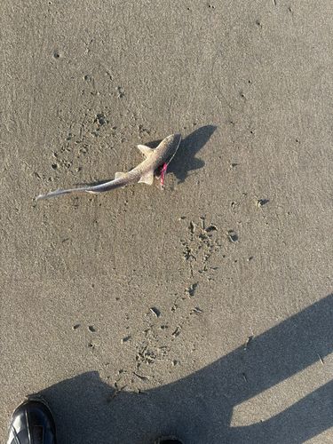 ホシザメの釣果