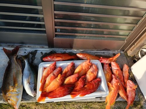 アカハタの釣果