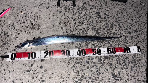 タチウオの釣果