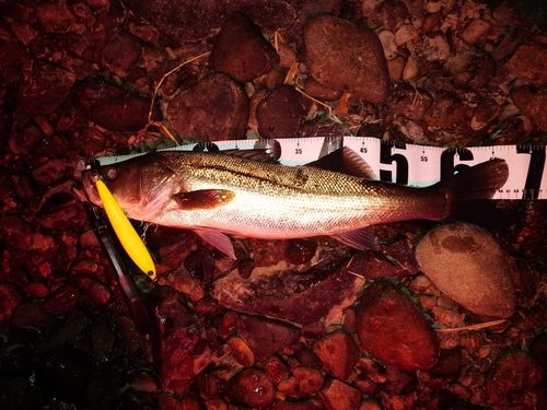 シーバスの釣果