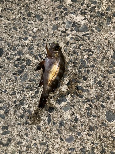 エゾメバルの釣果