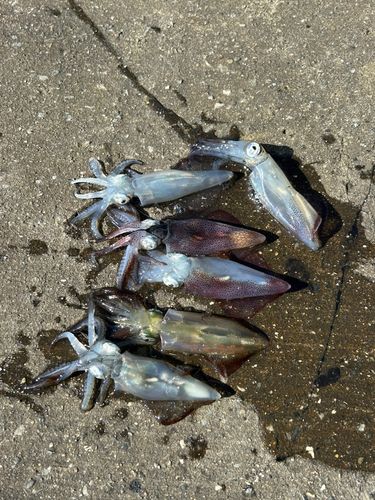ヒイカの釣果