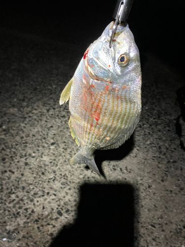 ヘダイの釣果