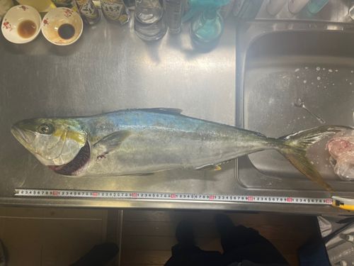 ヒラマサの釣果