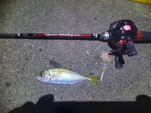 マアジの釣果