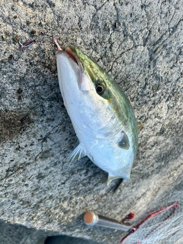 メジロの釣果