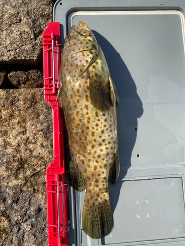 チャイロマルハタの釣果