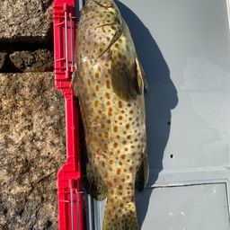 チャイロマルハタ