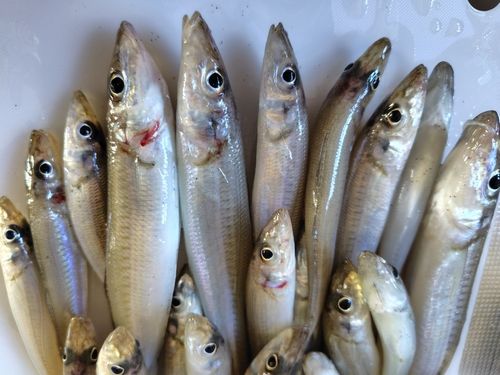 シロギスの釣果