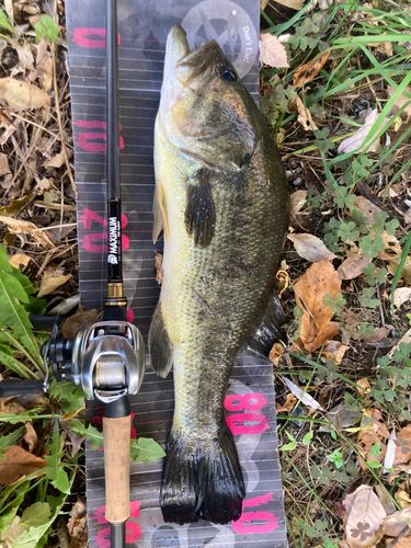 ブラックバスの釣果